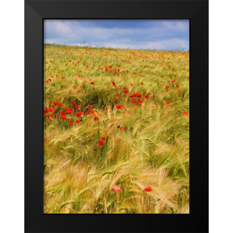 Poppies in Field II Black Modern Wood Framed Art Print by Chester, Colby