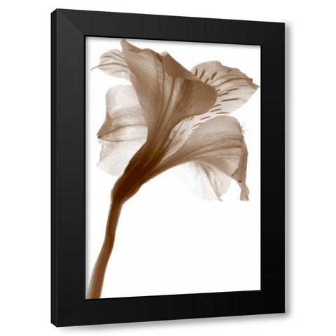 Inflorescence I Black Modern Wood Framed Art Print with Double Matting by Project, A.