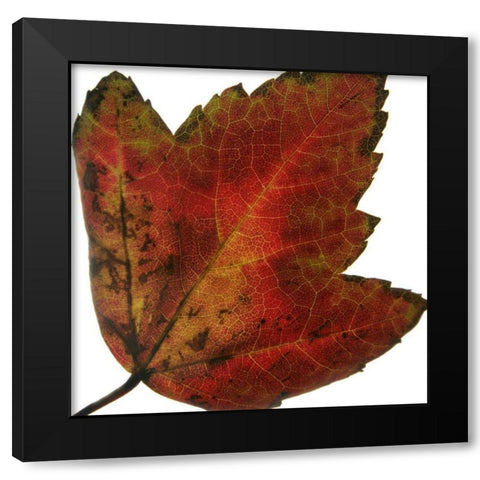 Leaf Inflorescence I Black Modern Wood Framed Art Print with Double Matting by Project, A.