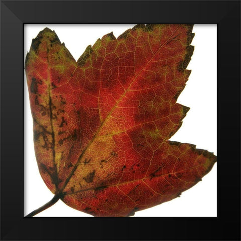 Leaf Inflorescence I Black Modern Wood Framed Art Print by Project, A.