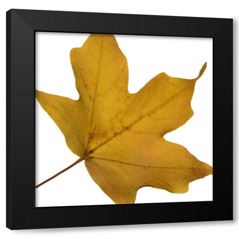 Leaf Inflorescence II Black Modern Wood Framed Art Print by Project, A.