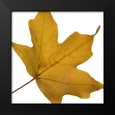 Leaf Inflorescence II Black Modern Wood Framed Art Print by Project, A.