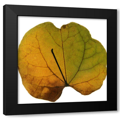 Leaf Inflorescence III Black Modern Wood Framed Art Print with Double Matting by Project, A.