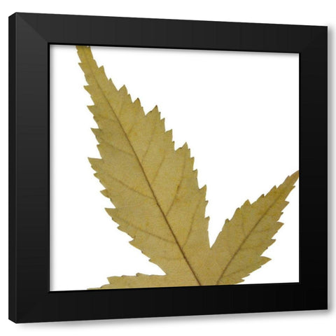 Leaf Inflorescence IV Black Modern Wood Framed Art Print with Double Matting by Project, A.