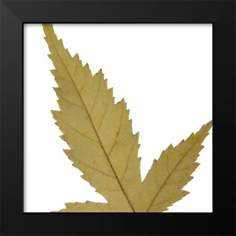 Leaf Inflorescence IV Black Modern Wood Framed Art Print by Project, A.