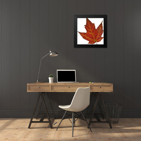 Leaf Inflorescence V Black Modern Wood Framed Art Print by Project, A.