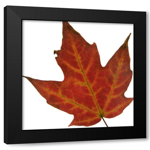Leaf Inflorescence V Black Modern Wood Framed Art Print by Project, A.