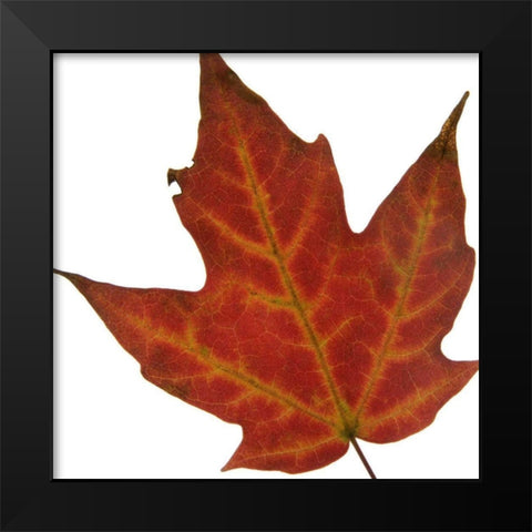 Leaf Inflorescence V Black Modern Wood Framed Art Print by Project, A.