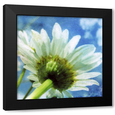Daisies I Black Modern Wood Framed Art Print with Double Matting by Blixt, Ingrid