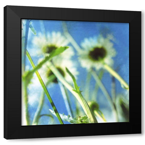 Daisies II Black Modern Wood Framed Art Print with Double Matting by Blixt, Ingrid