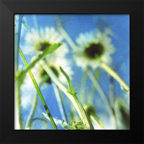 Daisies II Black Modern Wood Framed Art Print by Blixt, Ingrid