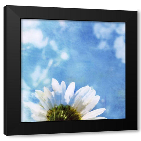 Daisies III Black Modern Wood Framed Art Print by Blixt, Ingrid