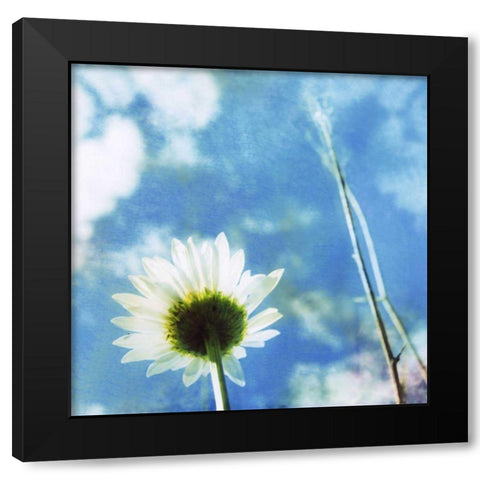 Daisies IV Black Modern Wood Framed Art Print with Double Matting by Blixt, Ingrid
