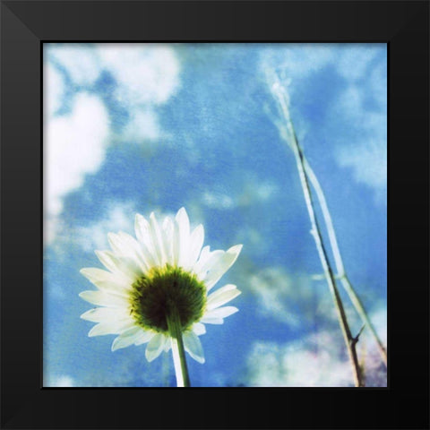 Daisies IV Black Modern Wood Framed Art Print by Blixt, Ingrid