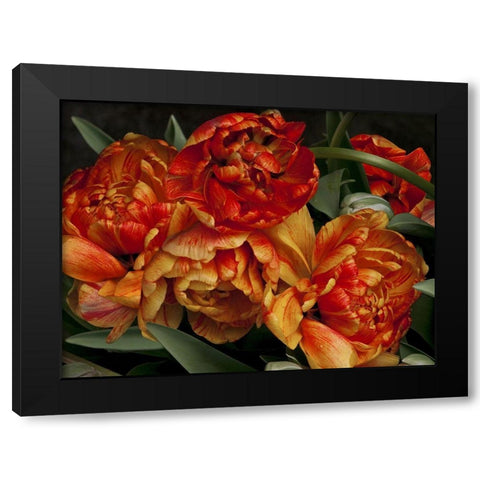 Old World Tulips I Black Modern Wood Framed Art Print with Double Matting by Perry, Rachel