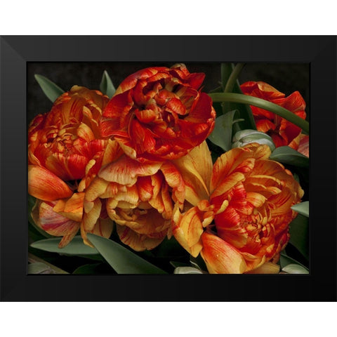 Old World Tulips I Black Modern Wood Framed Art Print by Perry, Rachel