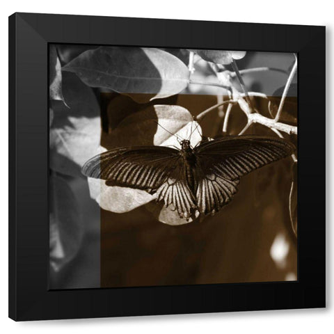 Butterfly Study II Black Modern Wood Framed Art Print with Double Matting by Project, A.