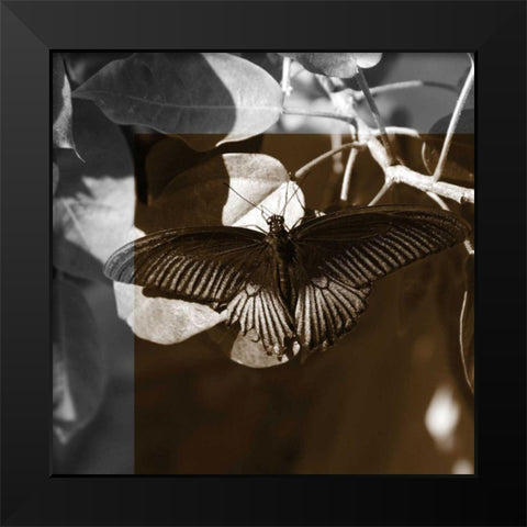 Butterfly Study II Black Modern Wood Framed Art Print by Project, A.
