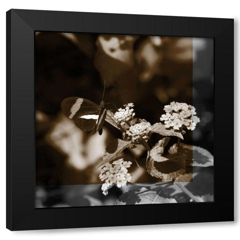 Butterfly Study III Black Modern Wood Framed Art Print by Project, A.