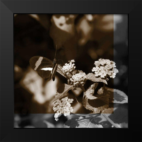 Butterfly Study III Black Modern Wood Framed Art Print by Project, A.