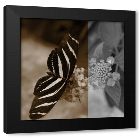 Butterfly Study IV Black Modern Wood Framed Art Print with Double Matting by Project, A.