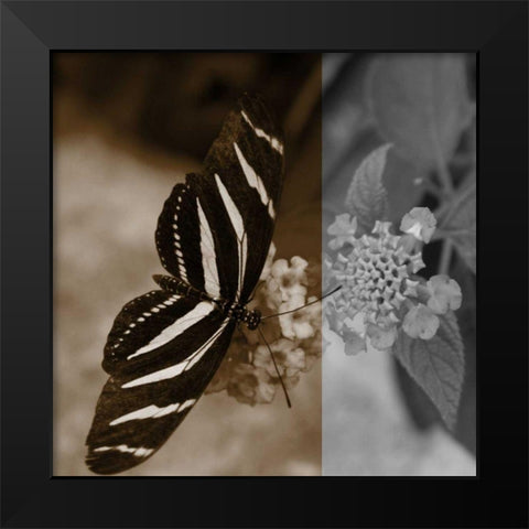 Butterfly Study IV Black Modern Wood Framed Art Print by Project, A.
