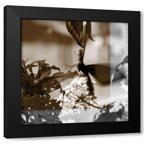 Butterfly Study V Black Modern Wood Framed Art Print with Double Matting by Project, A.