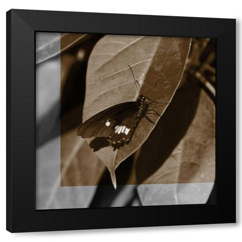 Butterfly Study VI Black Modern Wood Framed Art Print with Double Matting by Project, A.