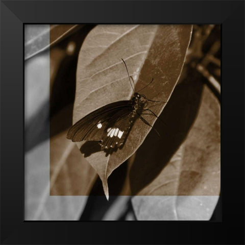 Butterfly Study VI Black Modern Wood Framed Art Print by Project, A.