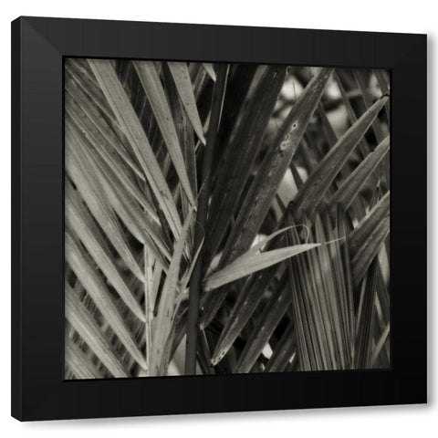 Bamboo Study I Black Modern Wood Framed Art Print with Double Matting by Ling, Tang