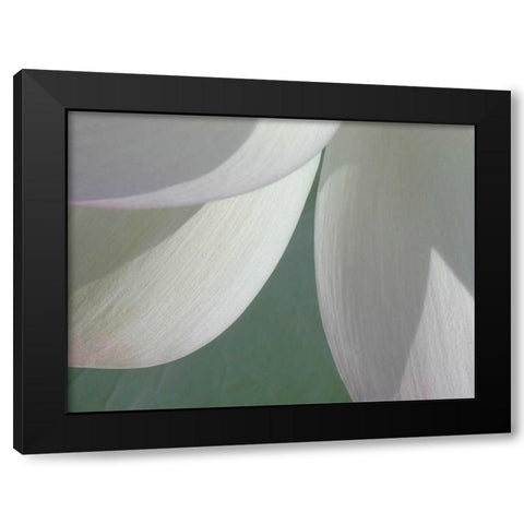 Lotus Detail I Black Modern Wood Framed Art Print with Double Matting by Christensen, Jim