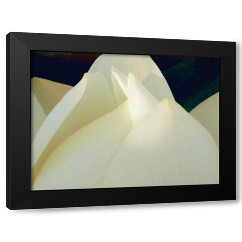 Lotus Detail III Black Modern Wood Framed Art Print with Double Matting by Christensen, Jim