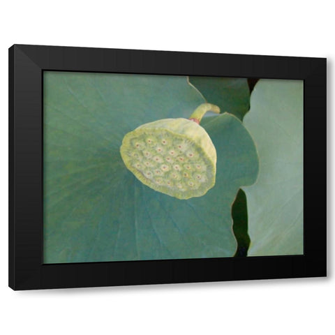 Lotus Detail VIII Black Modern Wood Framed Art Print by Christensen, Jim