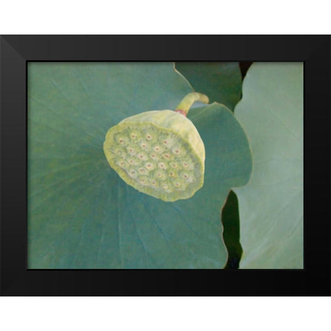 Lotus Detail VIII Black Modern Wood Framed Art Print by Christensen, Jim