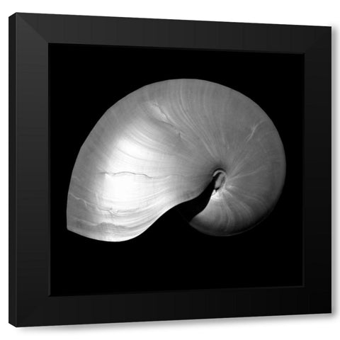 Nautilus Twin I Black Modern Wood Framed Art Print by Bay, Noah