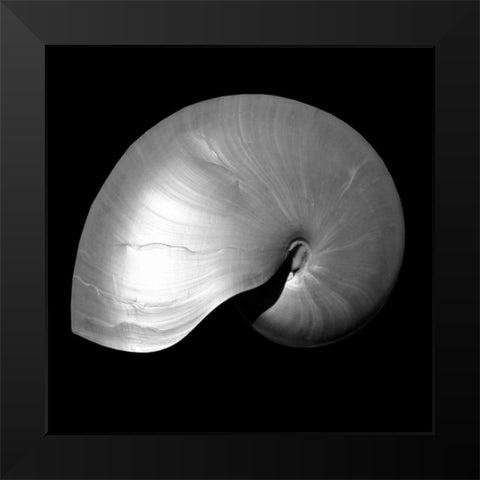 Nautilus Twin I Black Modern Wood Framed Art Print by Bay, Noah