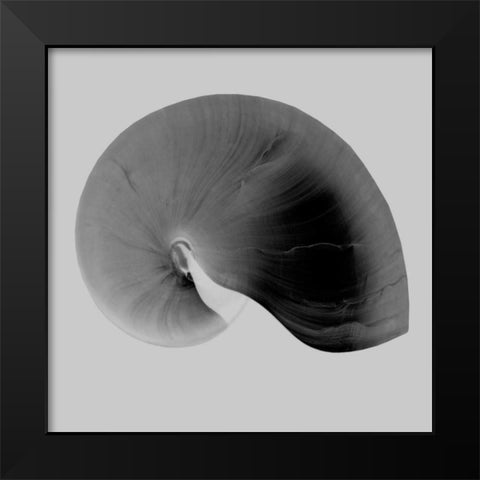Nautilus Twin II Black Modern Wood Framed Art Print by Bay, Noah