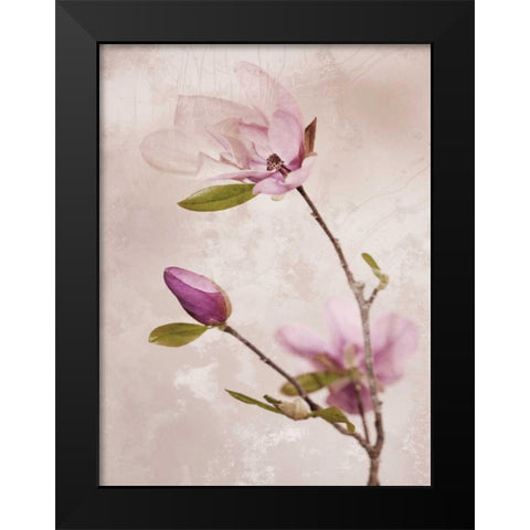 Tulip Blush I Black Modern Wood Framed Art Print by Zalewski, Christine