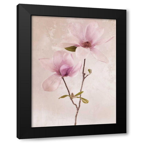 Tulip Blush II Black Modern Wood Framed Art Print with Double Matting by Zalewski, Christine