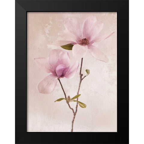 Tulip Blush II Black Modern Wood Framed Art Print by Zalewski, Christine
