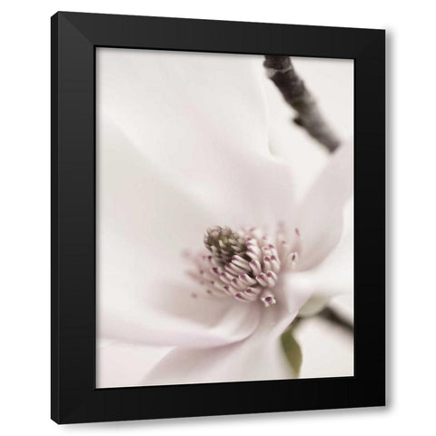 Magnolia Blush II Black Modern Wood Framed Art Print with Double Matting by Zalewski, Christine