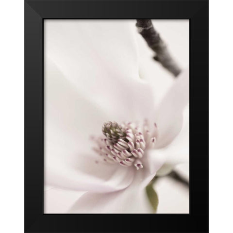 Magnolia Blush II Black Modern Wood Framed Art Print by Zalewski, Christine
