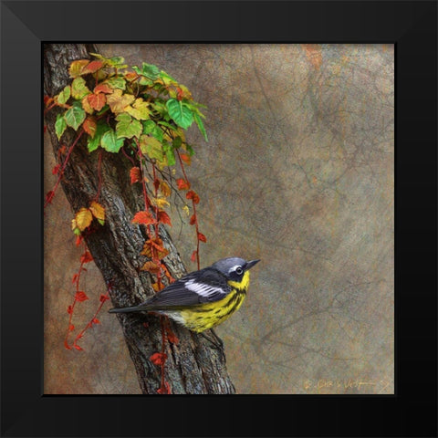 Magnolia Warbler Black Modern Wood Framed Art Print by Vest, Chris