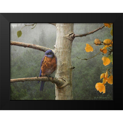 Bluebird Rain Black Modern Wood Framed Art Print by Vest, Chris
