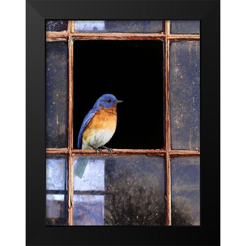 Bluebird Window Black Modern Wood Framed Art Print by Vest, Chris