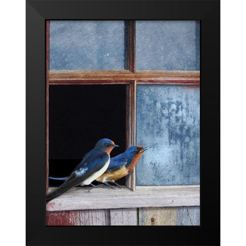 Barn Swallows Window Black Modern Wood Framed Art Print by Vest, Chris