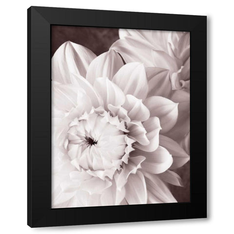 BandW Dahlias I Black Modern Wood Framed Art Print by Zalewski, Christine
