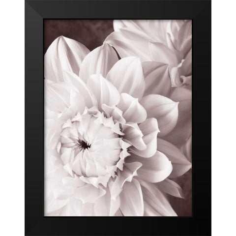 BandW Dahlias I Black Modern Wood Framed Art Print by Zalewski, Christine