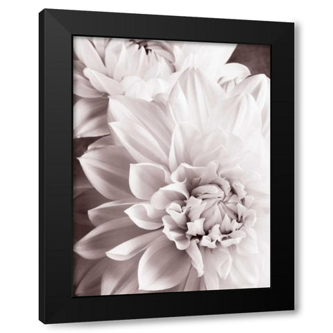 BandW Dahlias II Black Modern Wood Framed Art Print by Zalewski, Christine