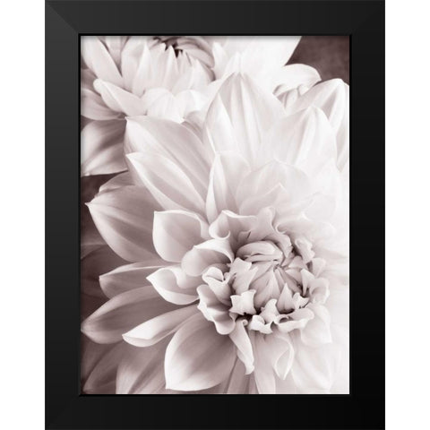 BandW Dahlias II Black Modern Wood Framed Art Print by Zalewski, Christine